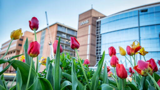 Tulips blooming on the UAMS campus with buildings in the backgroud
